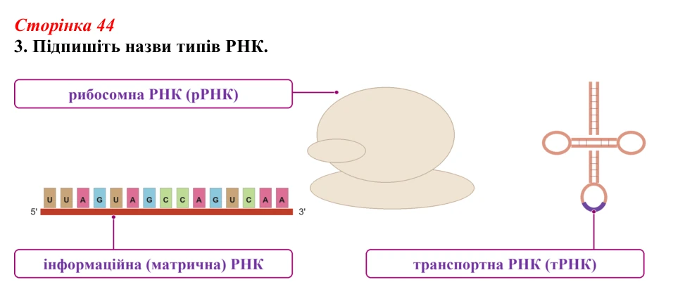 Відповідь до завдання 3 (с. 44) з біології для 9 класу, Тагліна 2026, робочий зошит: Типи РНК, синтез білка