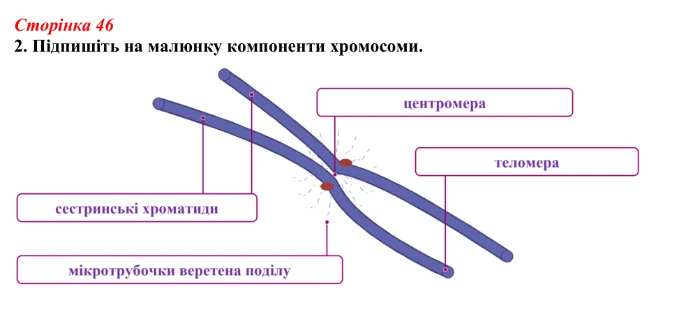 Відповідь до завдання 2 (с. 46) з біології для 9 класу, Тагліна 2026, робочий зошит: Будова хромосом, гомологічні...