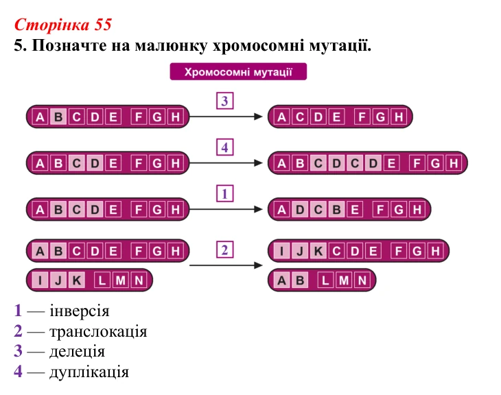 Відповідь до завдання 5 (с. 55) з біології для 9 класу, Тагліна 2026, робочий зошит: Форми мінливості, мутації