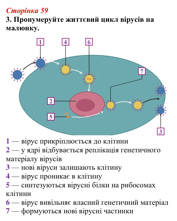 Відповідь до завдання 3 (с. 59) з біології для 9 класу, Тагліна 2026, робочий зошит: Віруси