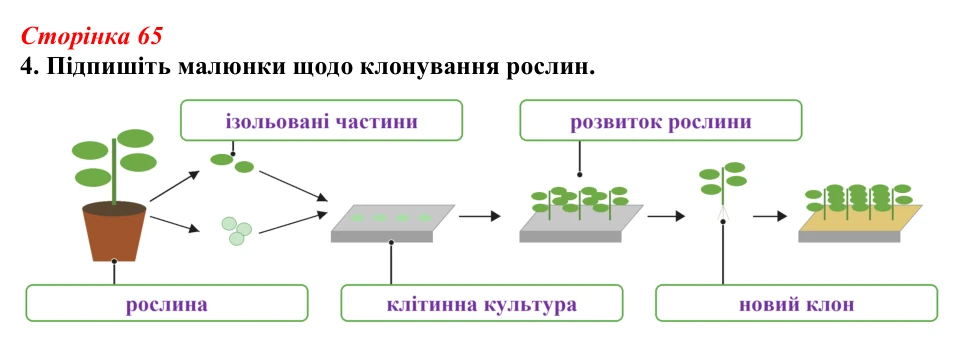 Відповідь до завдання 4 (с. 65) з біології для 9 класу, Тагліна 2026, робочий зошит: Сучасна біотехнологія, генна...