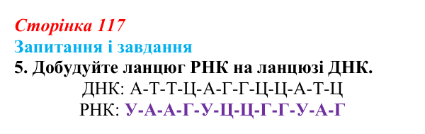 Відповідь до завдання 5 (с. 117) з біології для 9 класу, Тагліна 2026: Типи РНК, синтез білка